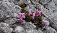 65-DSC06071