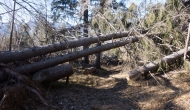 50-DSC04385