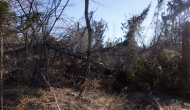 51-DSC04387
