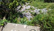 PXL_20240615_092737525